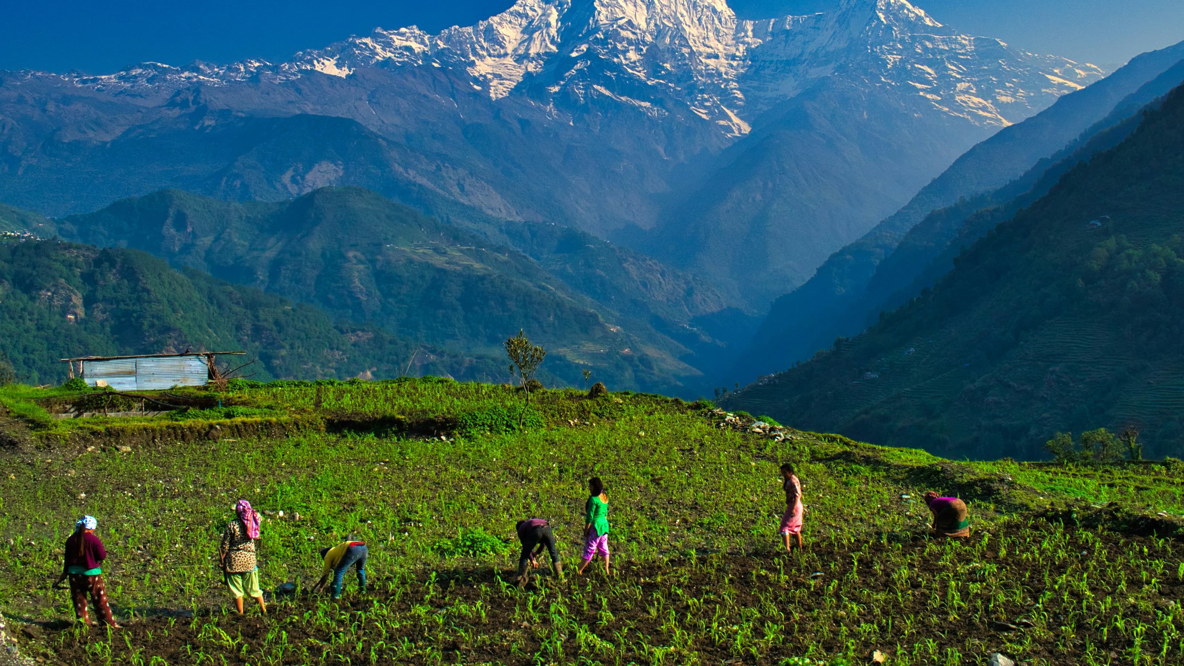 Nepal Harvest farmers